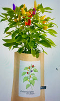 Potting Shed Creations